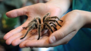 Cukiskodni nem, de szívószálban utazni tud a tarantula