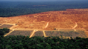 Csaknem harmadával csökkent az erdőirtás a brazíliai Amazonas vidékén