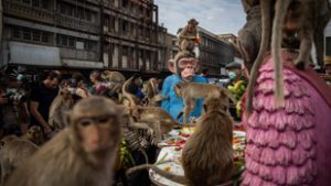 Véget ért a majomkáosz a thaiföldi turistaparadicsomban