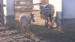 Zebrabébi született adventkor a budapesti állatkertben, már most imádják a látogatok