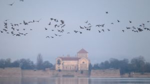 Szándékos mérgezés okozta a tömeges halpusztulást Tatán