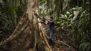 Kivágják az Amazonas esőerdőt, hogy négysávos autópályát építsenek a klímacsúcshoz