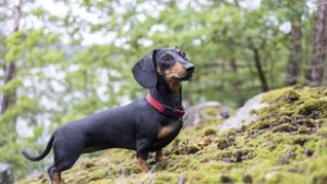 Megtalálták az egy éve eltűnt tacskót az ausztrál dzsungelben, de nem akar hazamenni