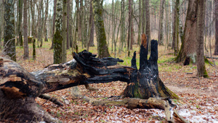 Villámokkal pusztítja ellenségeit a világ legmetálabb fája