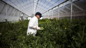A kannabisz gyógyászati célú termesztéséről terjesztettek elő törvényjavaslatot Szlovéniában