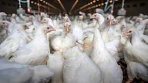 Már a madárinfluenza miatt is lépnie kellett a kormánynak