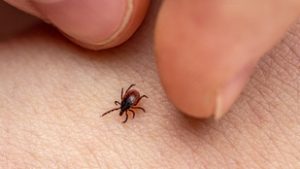 A kullancscsípés egy nem várt hatását fedezték fel