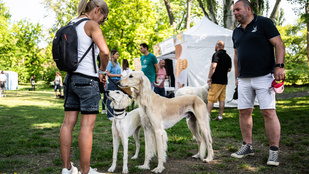 Idén tényleg a szeretet ünnepe lett a majális