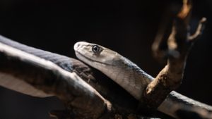 Közel húsz éven át kígyókkal mérgezte magát, most életeket menthet a vére