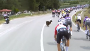 Erre ki számított? Kecske támadt a kerékpárosokra a Giro d’Italián – videó!