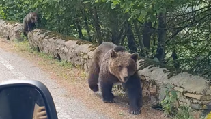 L. Simon László medvékbe botlott a Tusványosra vezető úton