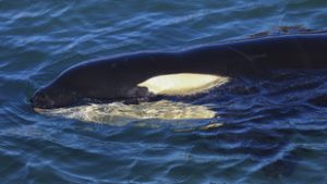 Kardszárnyú delfinek támadtak egy jachtra Bilbao környékén