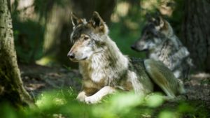 Farkaskölyköket csípett el egy vadkamera Aggtelek-karszton