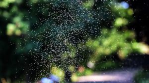 Mindent beborítanak az apró zöld lények a Balaton partján, fagyizni sem egyszerű tőlük