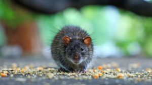 Patkányinvázió Budapesten: megugrott a rágcsálók észlelésének száma