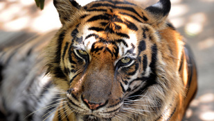 Kitört a ketrecéből és megölte gondozóját egy állatkerti tigris