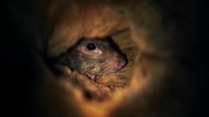 56 centis óriáspatkány került elő egy brit otthonból