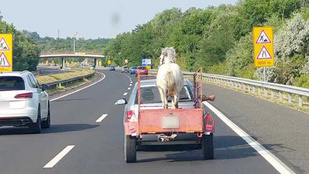 Mint egy zsák krumplit, úgy szállította valaki a lovát az autópályán