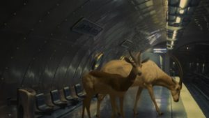 Kiderült, mit csináltak a vadon élő állatok a Covid alatt, amíg mi otthon ültünk