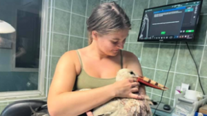 Világszenzáció a Hortobágon: új csőrt kapott egy gólya