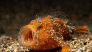 Még a halak is folytatják, ha egy ember elkezd ásítani