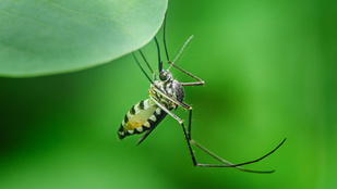 Csak a drasztikus megoldások segíthetnek, drónokról dobtak le több ezer szúnyogot
