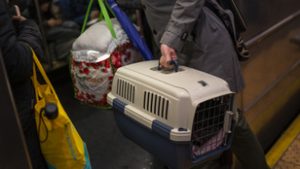 Hangosan nyávogott a macska a vonaton, súlyos büntetést kapott a gazdája