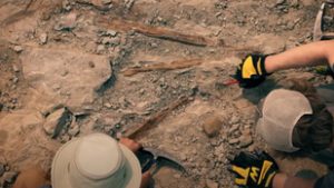 Szívszorító története lehet az egyik legkülönlegesebb dinoszauruszleletnek