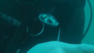 Medúzák leptek el egy magyar tavat