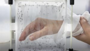 Felpörgött a világ legnagyobb szúnyoggyára, több millió egyedet nevelnek fel hetente