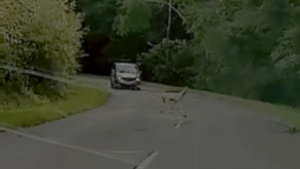 Videón, ahogy egy nagyon ritka állat okoz majdnem tragédiát a Mátrában