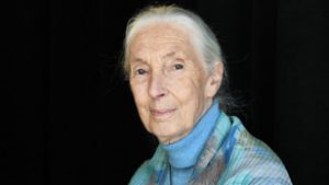 Kiderült, mi okozta Jane Goodall halálát