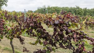 Újabb magyar településeken jelent meg az aranyszínű sárgaság betegség