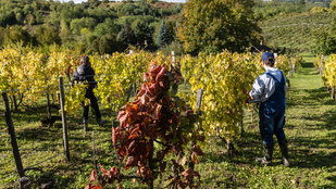 Újabb vármegyékben jelent meg a végzetes szőlőbetegség