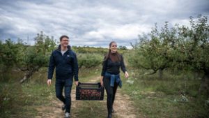 Feltűrték ingujjukat Budavár vezetői, és elmentek almát szedni egy gyümölcsösbe