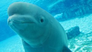 Halál vár harminc beluga bálnára, óriási a felháborodás