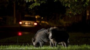 Vaddisznók terrorizálják a lakosságot a Hegyvidéken, megkezdte a gyérítést az önkormányzat