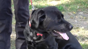 Megpróbálták megmérgezni a törökországi túlélőket mentő magyar keresőkutyát