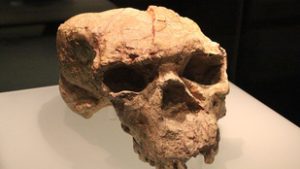 Egymillió éves koponya írhatja át az emberiség történelmét