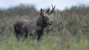 Szlovákiában ritkán látható, több száz kilós állattal ütközött egy autós Kassán