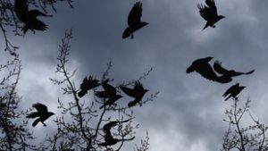 Konok Péter: Csókatánc az asztalon