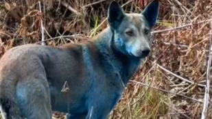 Újabb rejtély ütötte fel a fejét Csernobilban, kék kutyák kóborolnak az utcákon