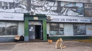 Kiderült, miért kék a bundája a Csernobilban kóborló kutyáknak