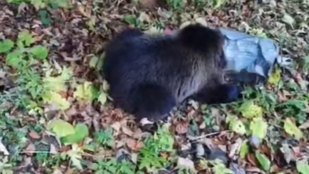 Vödör szorult a medvebocs fejére, itt a videó az utolsó pillanatban végzett mentőakcióról