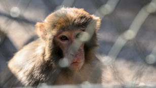 Végül egy anyuka lőtte le az egyik szökött kísérleti majmot a saját udvarában