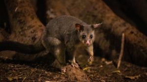 Sosem találná ki, melyek a világ legmérgezőbb állatai