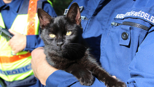 Tűz ütött ki egy pécsi lakásban, a macskára terelődött a gyanú