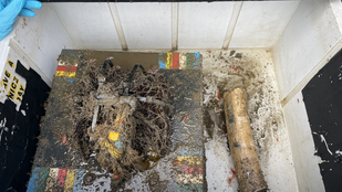 Kihalóban a zombiférgek, és ez nagyobb baj, mint elsőre hinné