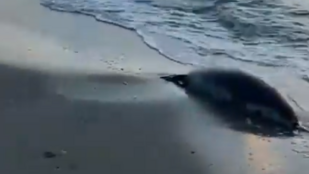 Több mint száz ritka kaszpi fóka teteme vetődött partra Kazahsztánban