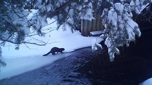 Kihaltnak hitték a ragadozót, most vadkamera leplezte le a rejtőzködő állatot